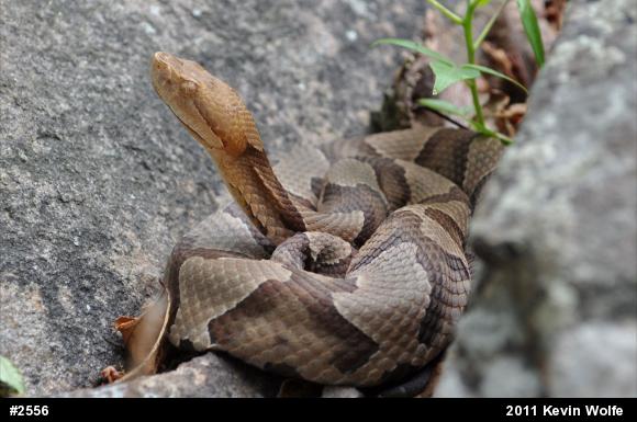 Northern Copperhead