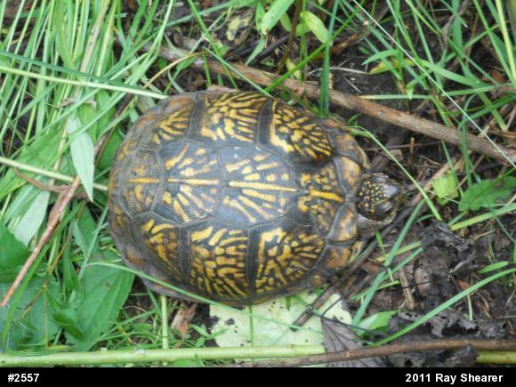 Eastern Box Turtle