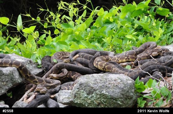 Timber Rattlesnake