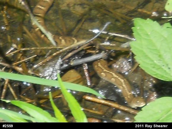 Northern Watersnake