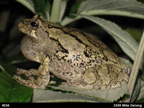 Gray Treefrog