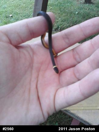 Northern Ring-necked Snake