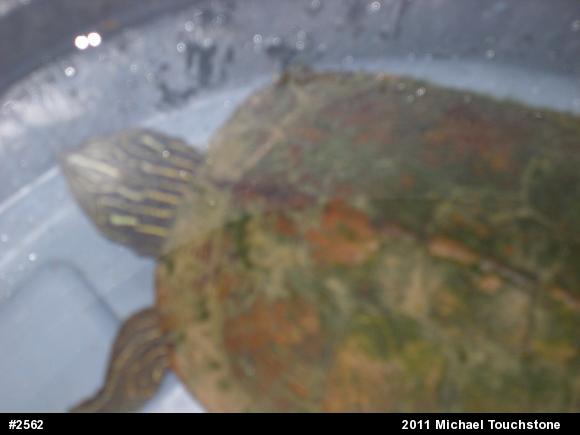 Northern Map Turtle