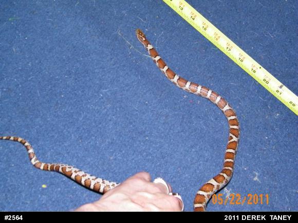 Eastern Milksnake