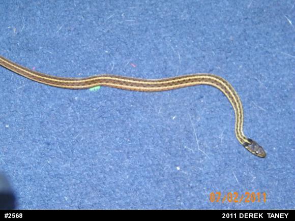 Eastern Gartersnake