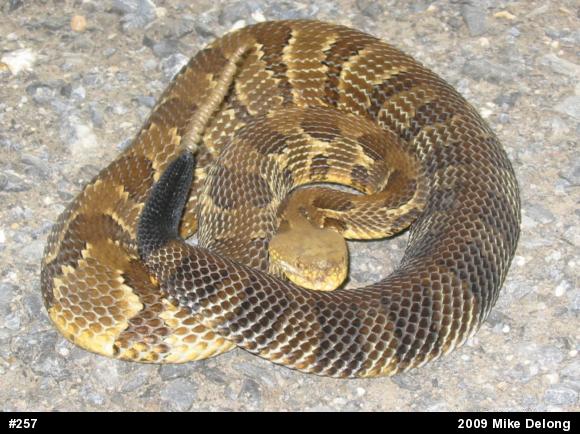 Timber Rattlesnake