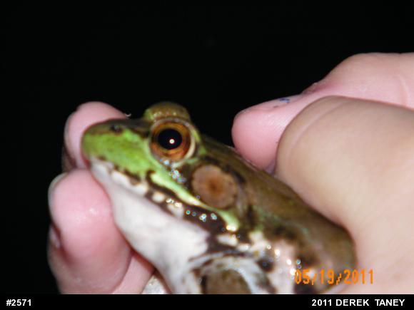 Green Frog
