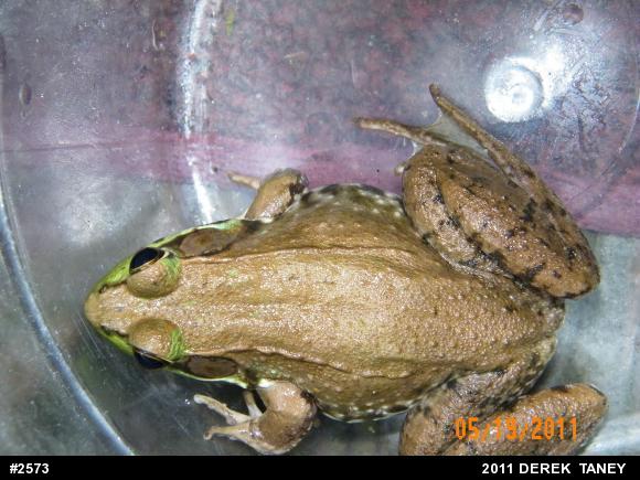 Green Frog