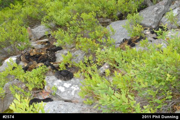 Timber Rattlesnake
