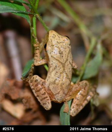 Spring Peeper