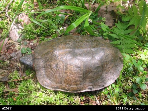 Wood Turtle