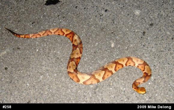 Northern Copperhead