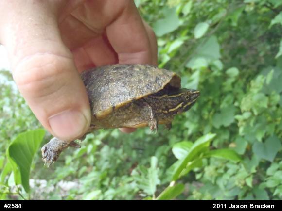 Eastern Musk Turtle
