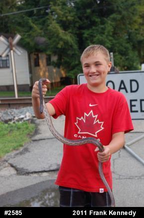 Eastern Ratsnake