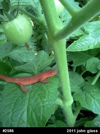 Red-spotted Newt