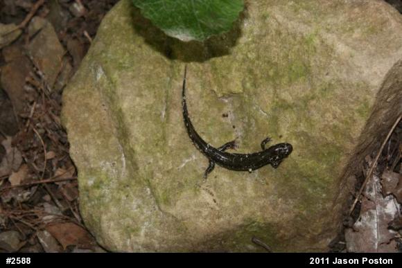 Northern Dusky Salamander