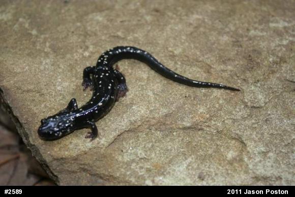 Northern Slimy Salamander
