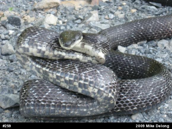 Eastern Ratsnake