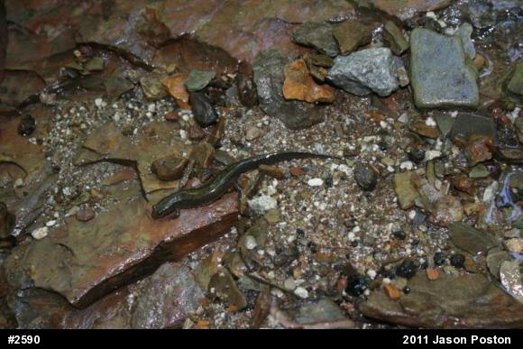 Northern Dusky Salamander