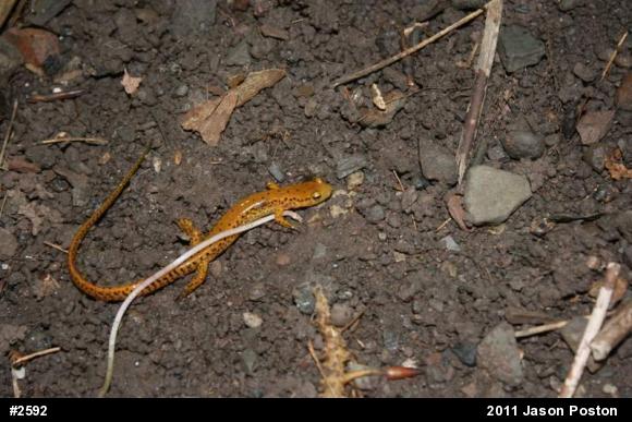 Eastern Long-tailed Salamander