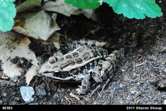 Pickerel Frog