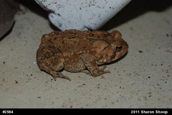 Eastern American Toad