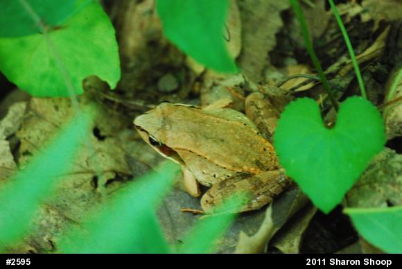 Wood Frog