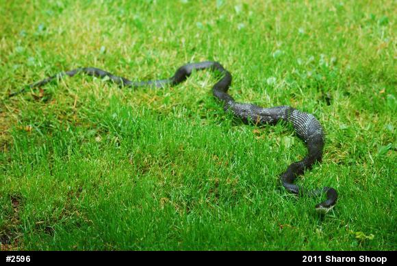 Eastern Ratsnake