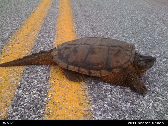 Snapping Turtle