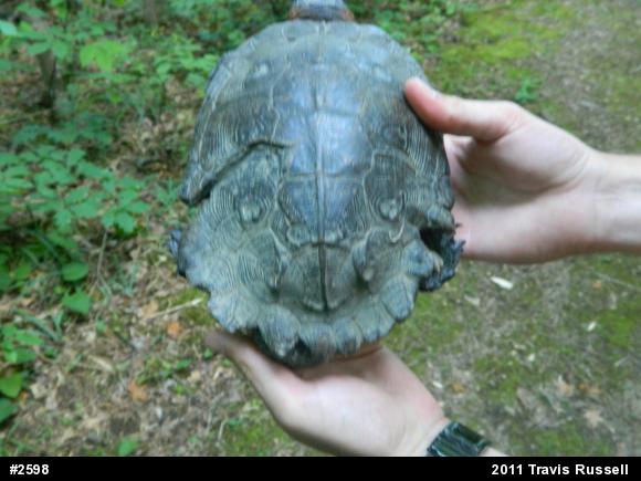 Wood Turtle