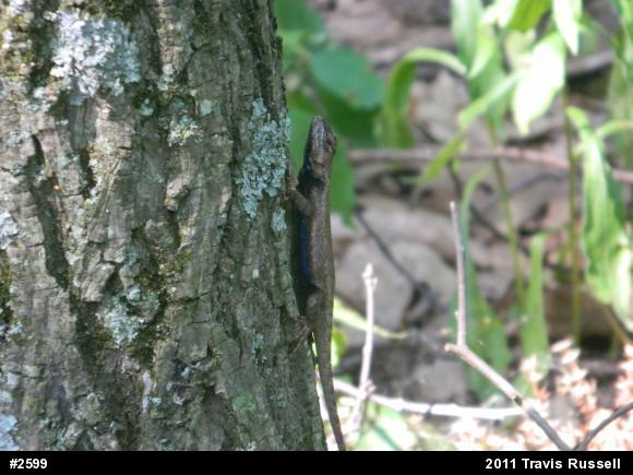 Eastern Fence Lizard