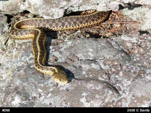 Eastern Gartersnake