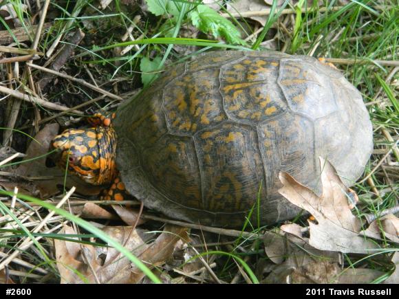Eastern Box Turtle