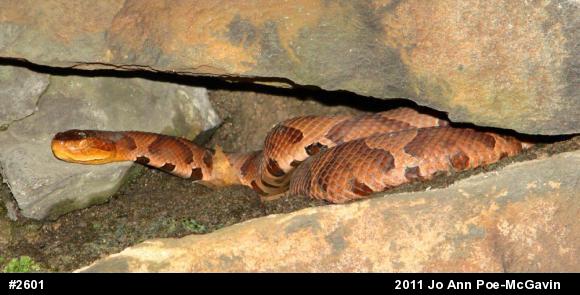 Northern Copperhead