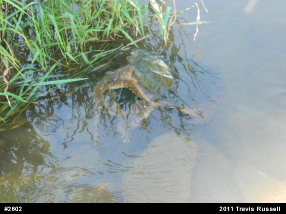 Snapping Turtle