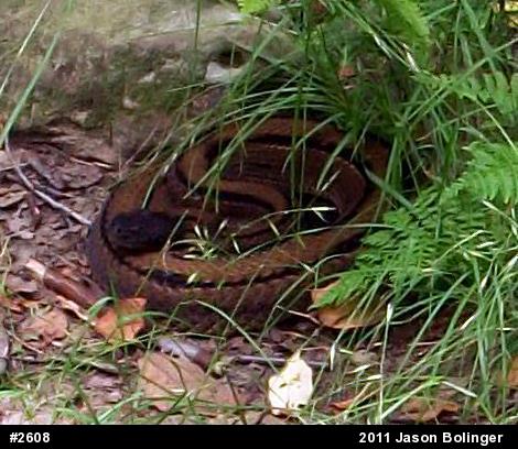 Timber Rattlesnake