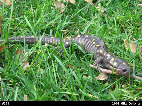 Spotted Salamander