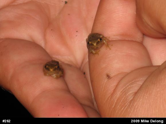 Spring Peeper
