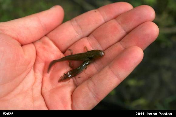 Spotted Salamander