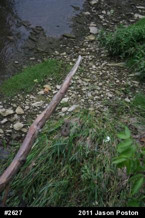 Northern Watersnake