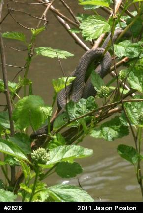 Northern Watersnake