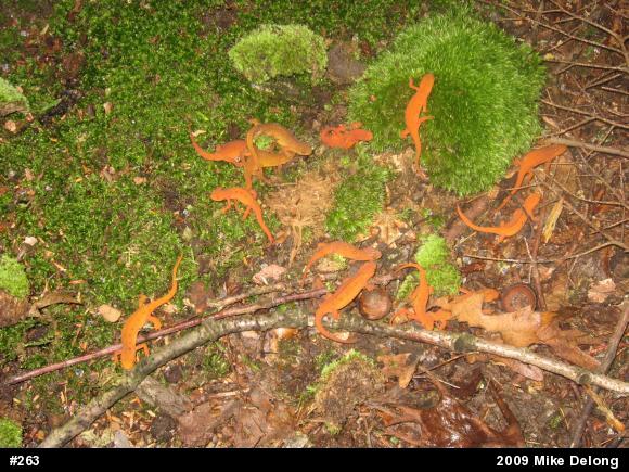 Red-spotted Newt