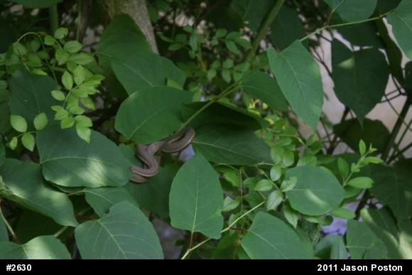Queensnake