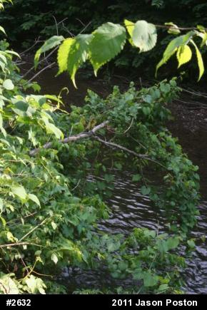 Northern Watersnake