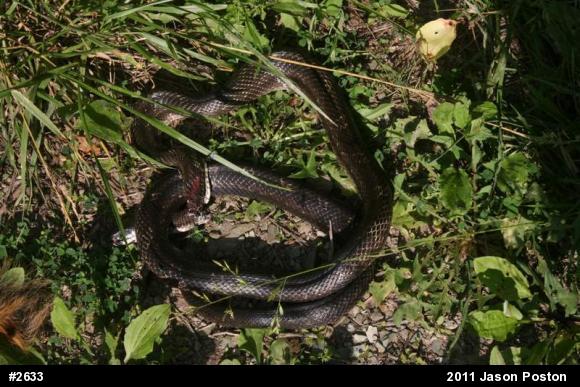 Eastern Ratsnake
