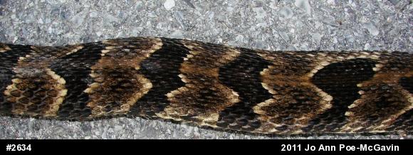 Timber Rattlesnake