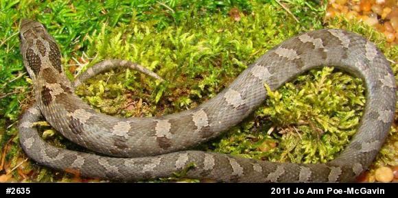 Eastern Hog-nosed Snake