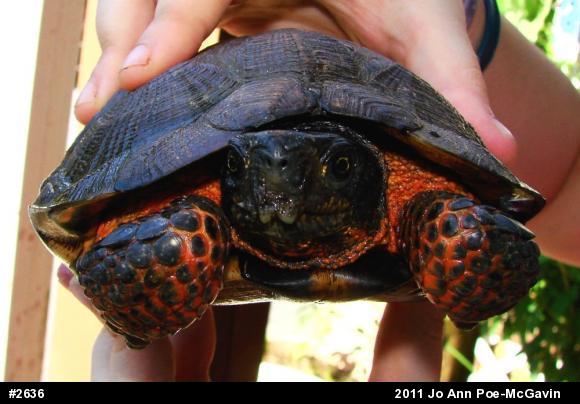 Wood Turtle