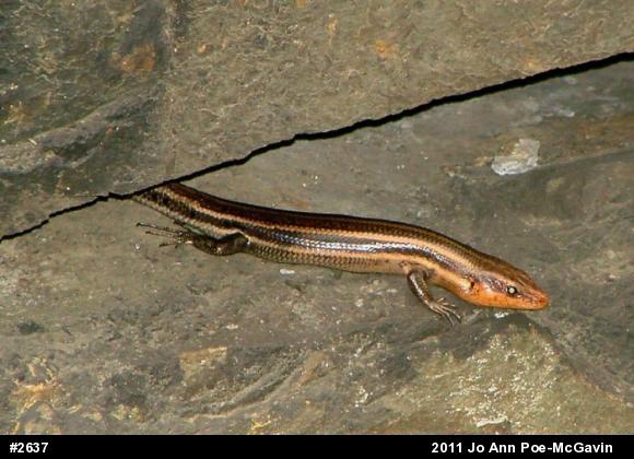 Common Five-lined Skink