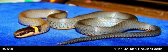 Northern Ring-necked Snake